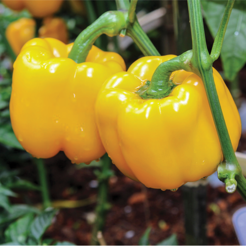 PEPPER  Agrimax Seeds