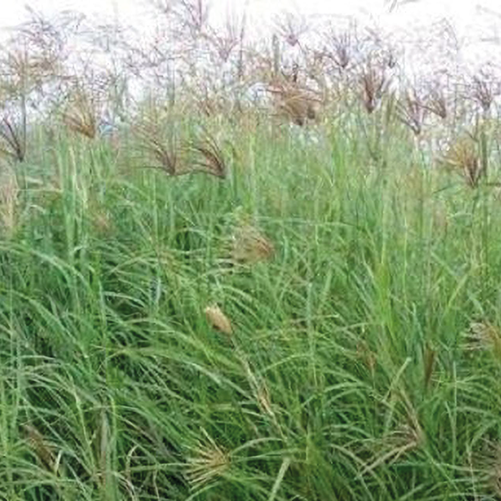 Rhodes grass deals